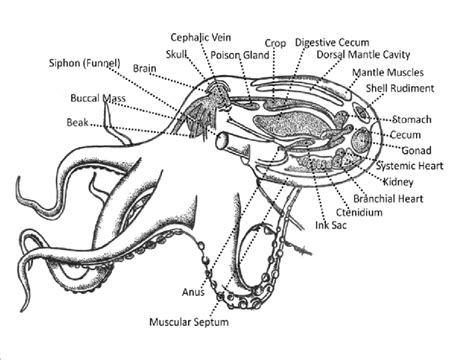 Labeled Squid Body Parts Male