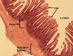 Histology of GI Tract Flashcards - Cram.com