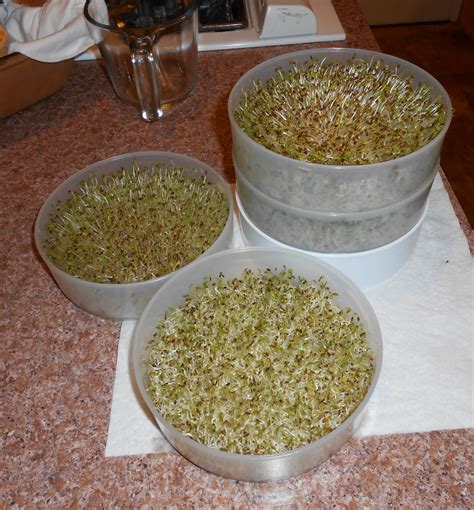 Sprouting Alfalfa Seeds - Preparedness AdvicePreparedness Advice