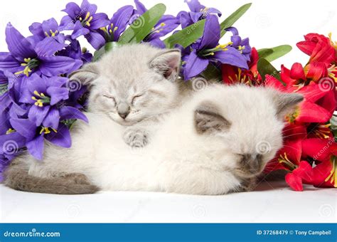 Two Cute Kittens Sleeping Royalty Free Stock Images - Image: 37268479