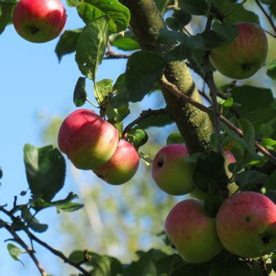 Cortland Apple Tree - Bob Wells Nursery - U.S. Shipping