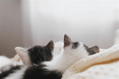 Gatitos Lindos Durmiendo En Oídos Blandos Cerrados. Dos Gatitos Adorables Echando Una Siesta ...