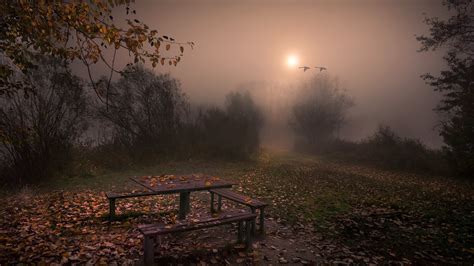 Autumn Park on a Foggy Night Image - ID: 238126 - Image Abyss