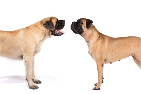 Mastiff vs. Bullmastiff: How to Tell the Difference – American Kennel Club