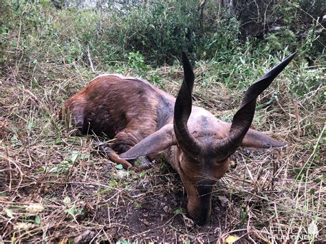 Bushbuck Hunting Tanzania | AfricaHunting.com