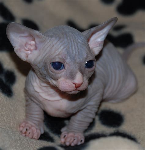 Cute Sphynx Kittens Photos