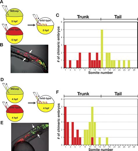 The regulation of mesodermal progenitor cell commitment to somitogenesis subdivides the ...