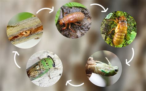 Cicadas Life Cycle - With Facts & Pictures - Insectic