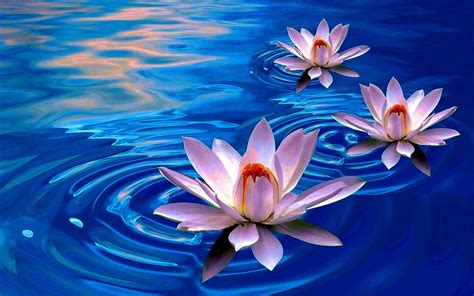 Lotus Flower Wallpapers | Lotus flower art, Lotus flower wallpaper ...