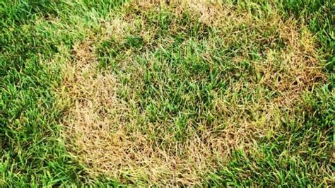 How to Prevent Brown Patch Fungus Lawn Care | Turf Masters Lawn Care