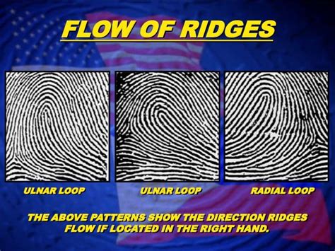 Fingerprint Classification- Loop Patterns