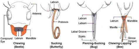 Insects and mouthparts