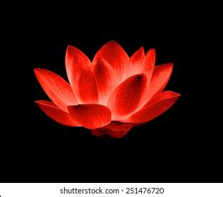 Red Lotus Flower Wallpaper