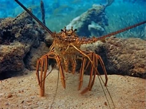 Caribbean Spiny Lobster | Animals Wiki | Fandom