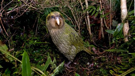 Kakapo wins New Zealand Bird of the Year after a campaign tainted by ...