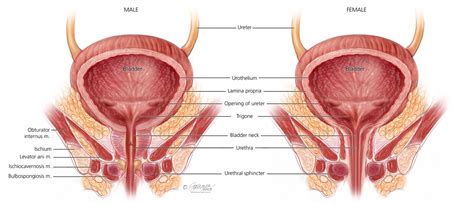 Pelvic Floor Muscles: Symptoms, Diagnosis & Treatment - Urology Care Foundation