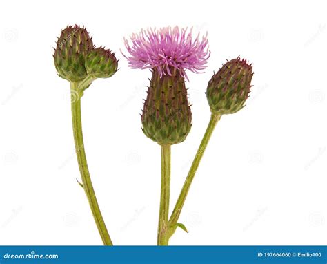 Flower Head of Creeping Thistle Isolated on White, Cirsium Arvense Stock Photo - Image of ...