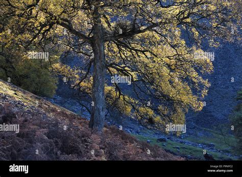 Beech tree in autumn foliage Stock Photo - Alamy