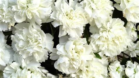 Most Popular Carnation Flower Varieties by Color