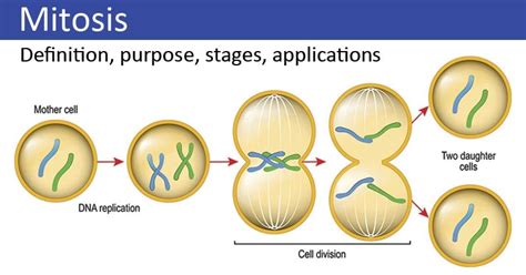 Mitosis: Phases, Stages, Applications with Diagram