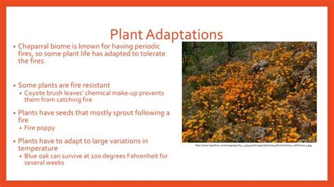 PPT - Chaparral PowerPoint Presentation - ID:6148892