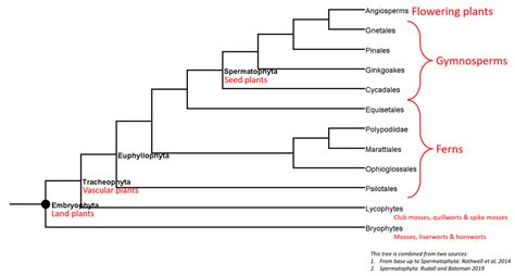 Evolution of land plants