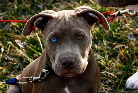 Blue-Eyed Pitbull Explained (with Pictures) | PawLeaks