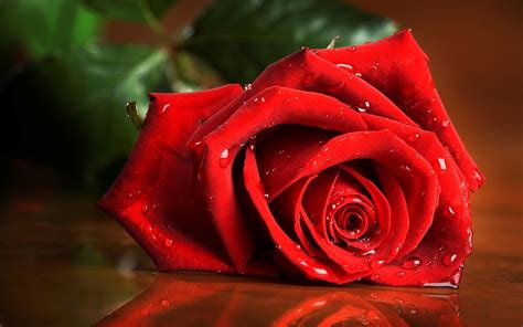 Best Red Roses Wallpapers Natural Full HD Download Free | Beautiful ...