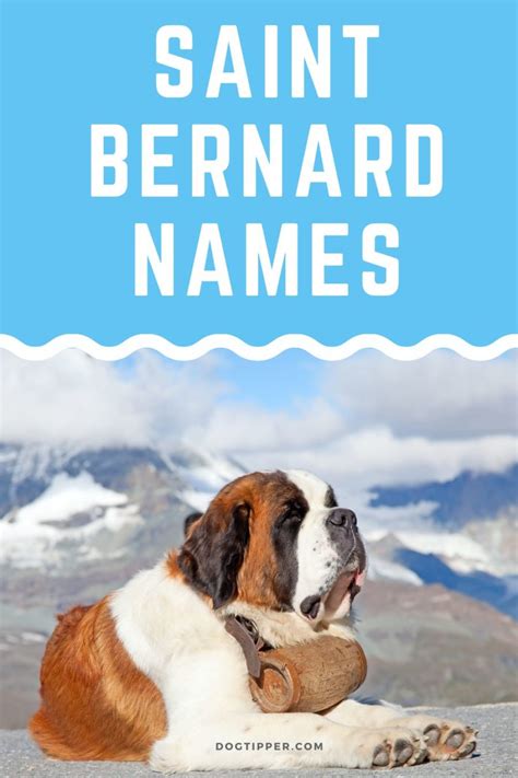 140+ St. Bernard Names for Your Swiss Baby