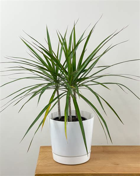 Dracaena marginata, Madagascar Dragon Tree | PlantVine