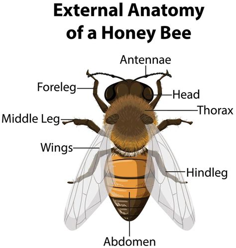 External Anatomy of a Honey Bee 1427850 Vector Art at Vecteezy