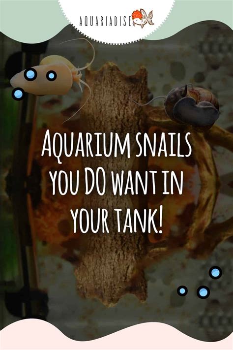 Aquarium Snails You Do Want In Your Tank! - Aquariadise