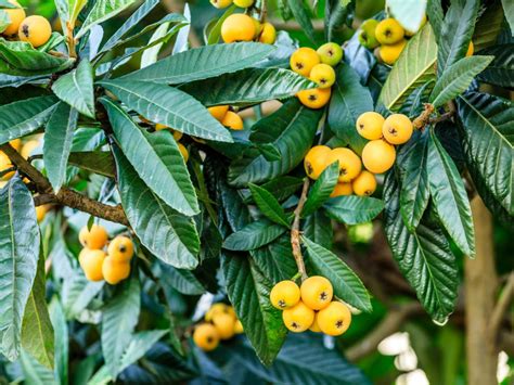 Loquat Tree Information - Growing And Caring For A Loquat Tree