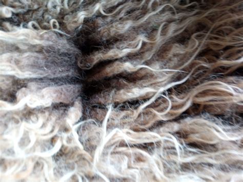 Shetland fleeces for sale | Shetland Sheep Society