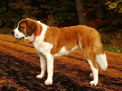 Saint Bernard Dog Breed » Information, Pictures, & More