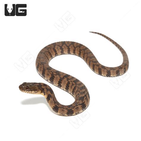 Diamondback Water Snake For Sale - Underground Reptiles