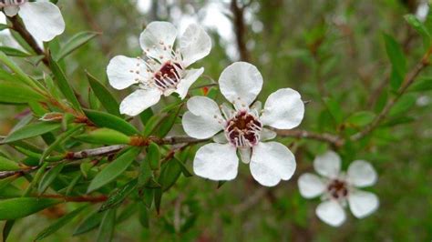 Tea Tree and Flavors: New Study! - Absorb Health