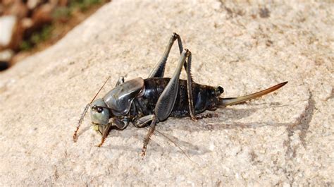 Mormon Cricket Infestation Terrorizes Nevada Residents - Men's Journal