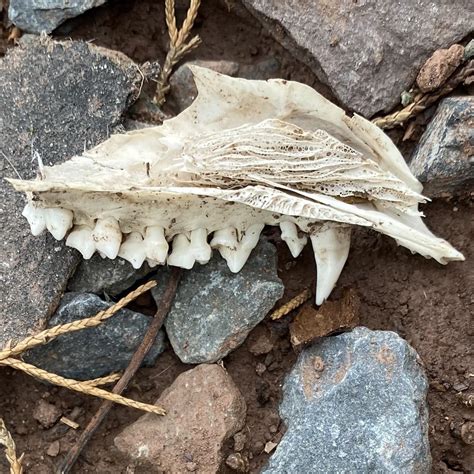 Possum teeth and nasal cavity looking all dope! : r/natureismetal