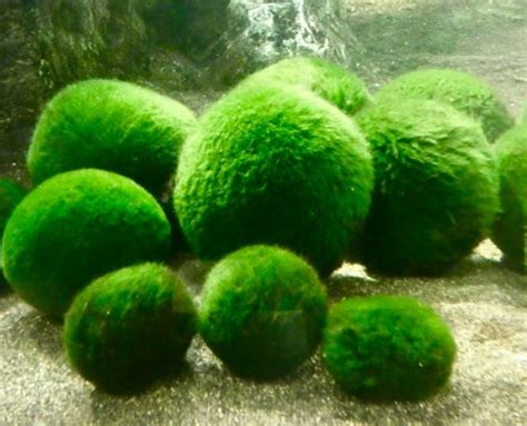 Japan/Hokkaido: Marimo Algae in Lake Akan – Travel2Unlimited