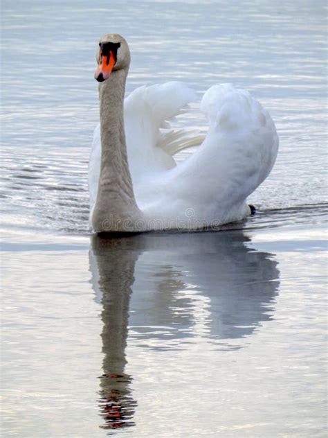 View with White Swan on the Lake, Beautiful Reflections Stock Photo - Image of blue, swans ...