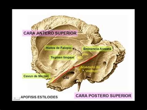 HUESO TEMPORAL - YouTube