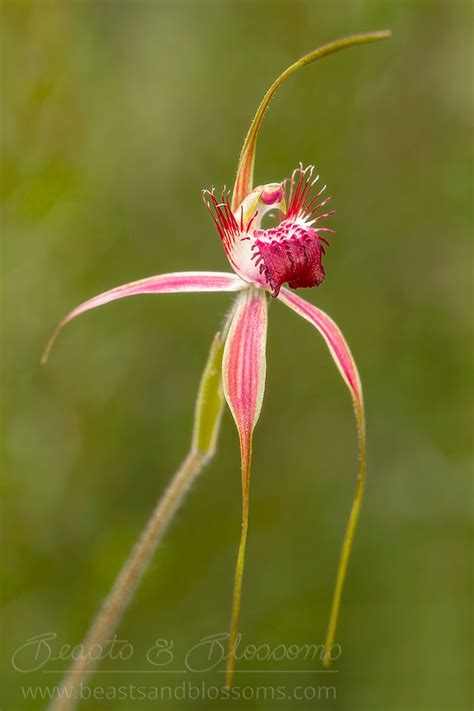 Tuart spider orchid - Beasts & Blossoms Nature Photography & Eco-friendly Jewellery