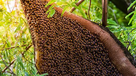 Honey Bee Nest: Identification and How to Get Rid of It - A-Z Animals