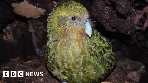 Rare kakapo parrots have best breeding season on record