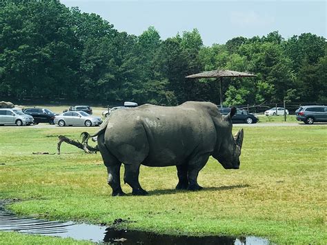 Sleep Under The Stars With The Safari Animals At Six Flags: Great Adventure