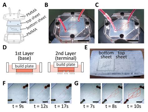 Fabrication of 2D microchannels. A) Schematic illustration of the... | Download Scientific Diagram