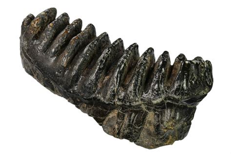 10.8" Fossil Stegodon Molar - Indonesia (#146532) For Sale - FossilEra.com