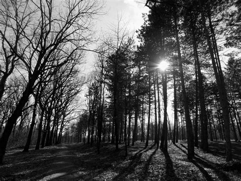 Black and white trees painting, monochrome, wood, forest, park HD wallpaper | Wallpaper Flare