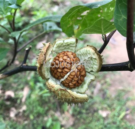 100 biji buah kecubung asli - Kualitas No.1 - Pakan burung atau Obat herbal - Kecubung kering ...